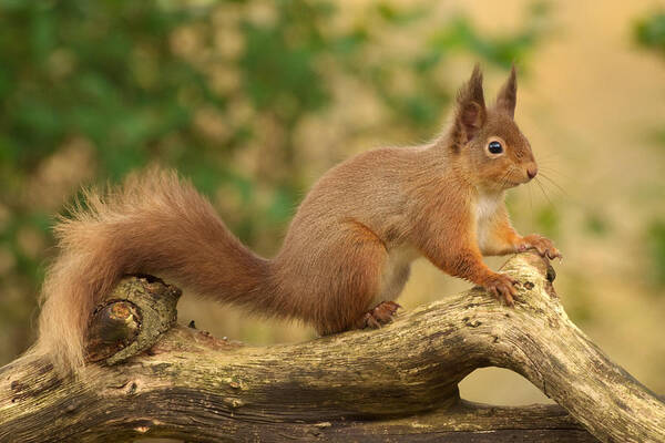 Red Squirrel Art Print featuring the photograph Red Squirrel #2 by Gavin MacRae