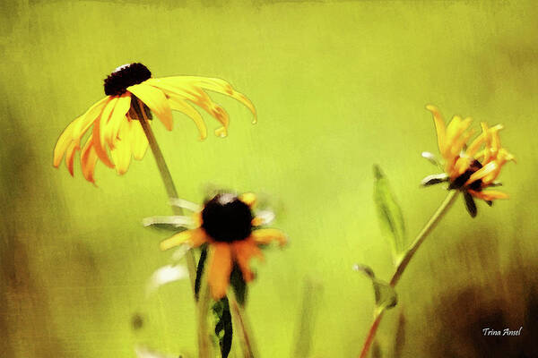 Flowers Art Print featuring the photograph Summer Time #2 by Trina Ansel