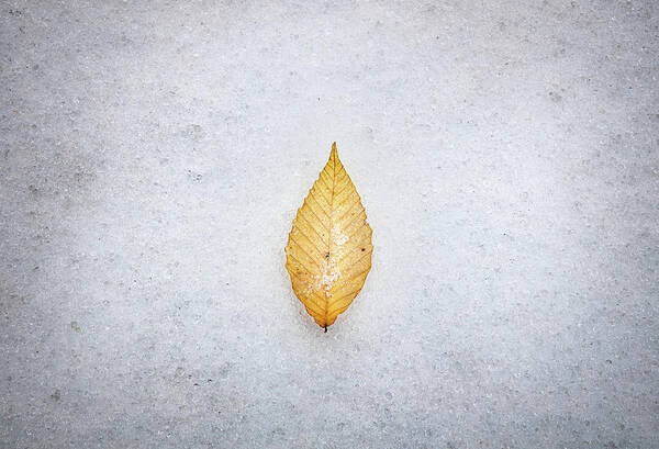 Snow Day Art Print featuring the photograph The Leaf #2 by Jordan Hill