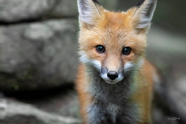 Red Fox Art Print featuring the photograph Up close #2 by Dan Friend