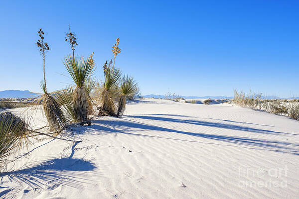 Chihuahuan Desert Art Print featuring the photograph White Sands Gypsum Dunes #2 by Raul Rodriguez