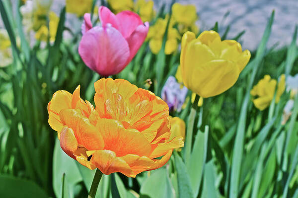 Tulips Art Print featuring the photograph 2020 Acewood Tulips Front Lawn by Janis Senungetuk
