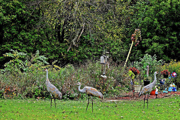Sandhill Cranes; Backyard; Birds; Art Print featuring the photograph 2021 Fall Sandhill Cranes 4 by Janis Senungetuk