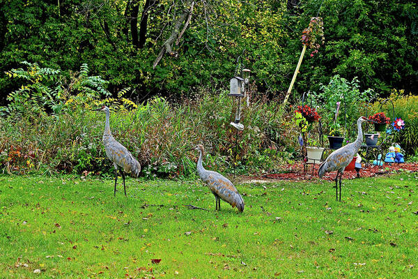 Sandhill Cranes; Birds; Backyard; Art Print featuring the photograph 2021 Fall Sandhill Cranes 5 by Janis Senungetuk