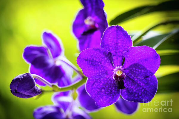 Background Art Print featuring the photograph Purple Orchid Flowers #27 by Raul Rodriguez