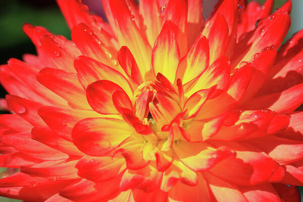 Dahlia Art Print featuring the photograph Dahlia #3 by Shixing Wen