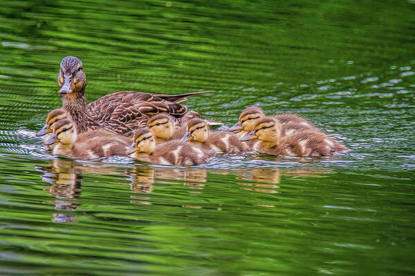 Ducklings Art Print featuring the photograph Family Outing #3 by Cathy Kovarik