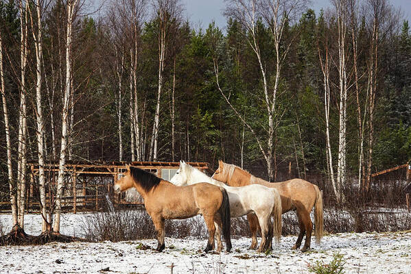Winter Art Print featuring the photograph 3 Lads by Listen To Your Horse