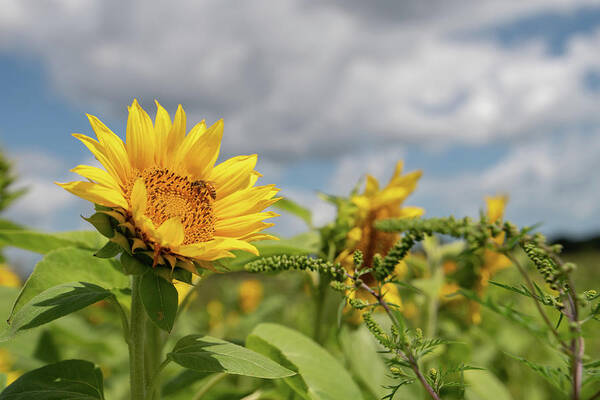 Sunflower Art Print featuring the photograph Sunflower with Honeybee #2 by Carolyn Hutchins