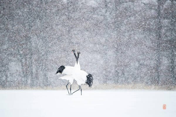 Snow Art Print featuring the photograph Tancho in snow #3 by Yoshiki Nakamura