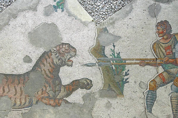 Byzantine Art Print featuring the photograph Tiger defending itself against hunters #3 by Steve Estvanik