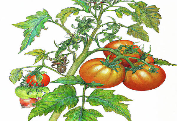 Tomatoes Art Print featuring the digital art 3 Tomatoes 3c by Cathy Anderson