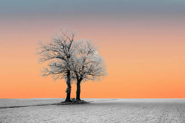 Winter Art Print featuring the photograph Winterlandscape with lonely trees in Sunset #3 by Gert Hilbink