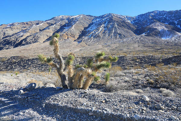 California Art Print featuring the photograph Death Valley National Park #33 by Jonathan Babon