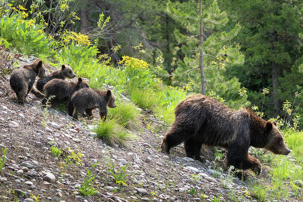 Bear Art Print featuring the photograph 4 Cubs with Mama Grizzly Bear #399 by Wesley Aston