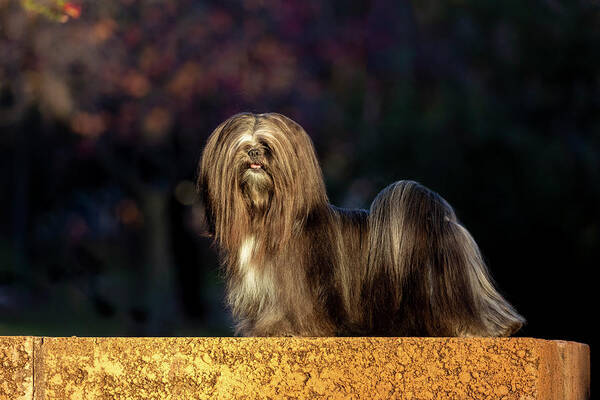 Lhasa Apso Art Print featuring the photograph Lhasa Apso in Full Coat by Diana Andersen