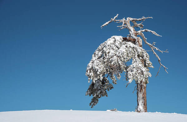 Single Tree Art Print featuring the photograph Winter landscape in snowy mountains. frozen snowy lonely fir trees against blue sky. by Michalakis Ppalis