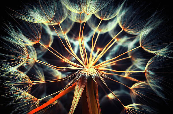 Abstract Art Print featuring the photograph Dandelion #6 by Bess Hamiti