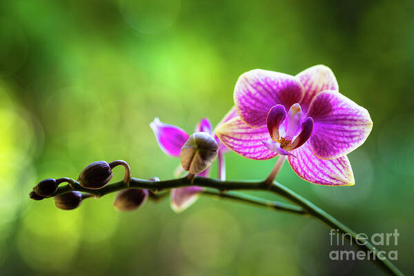 Background Art Print featuring the photograph Purple Orchid Flower #8 by Raul Rodriguez