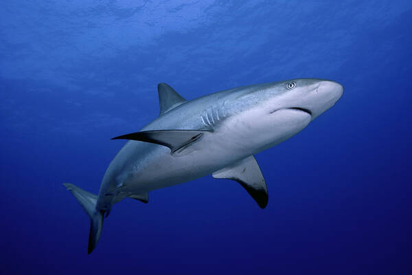 Color Image Art Print featuring the photograph A close-up of a dangerous reef shark by Cdascher