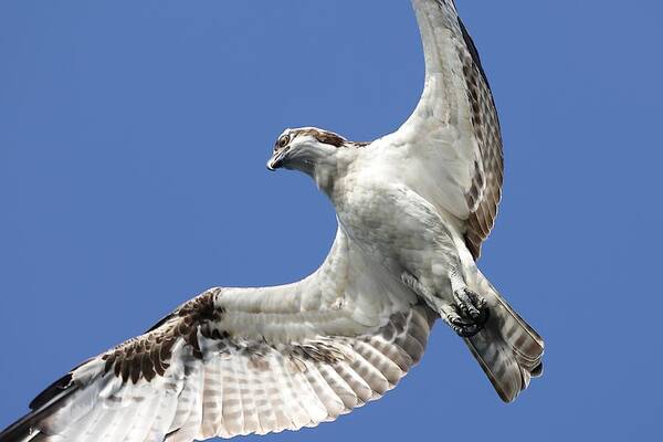 Osprey Art Print featuring the photograph A Close-Up of Osprey by Mingming Jiang