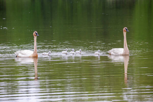 Trumpeter Swan Art Print featuring the photograph A Family Of Trumpeter Swans by Dale Kincaid