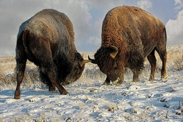 Winter Art Print featuring the photograph A fight Between Two Male Bison, American Buffalo in a Snow Field by OLena Art by Lena Owens - Vibrant DESIGN