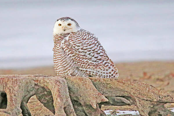 Snowy Owl Art Print featuring the photograph A Juvenile Female Snowy Owl Perched on a Tree Stump by Shixing Wen