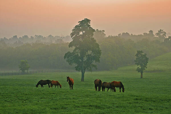 Horses Art Print featuring the photograph A Kentucky morning. by Ulrich Burkhalter
