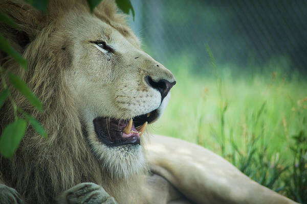 Nicola Nobile Art Print featuring the photograph A Lion in Profile by Nicola Nobile