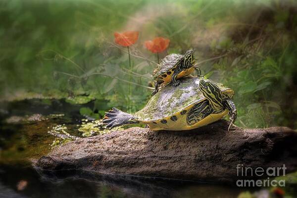 Momma Yellow Belly Slider With A Baby On Her Back Art Print featuring the photograph A Momma And Me Moment by Mary Lou Chmura