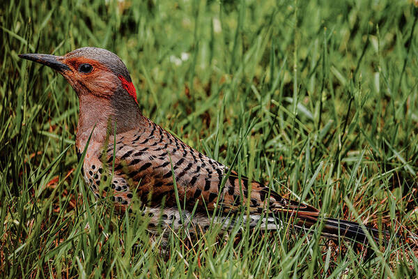 Northern Flicker Art Print featuring the photograph A Northern Flicker by Rich Kovach