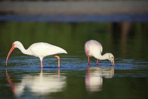 White Ibis Art Print featuring the photograph A Peaceful Moment by Mingming Jiang