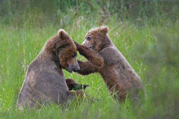 Bear Art Print featuring the photograph A Playful Mother and Cub by Ed Stokes