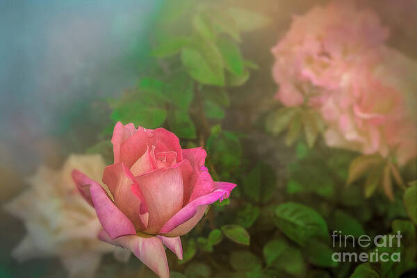 Rose Art Print featuring the photograph A Rose for Mother by Shelia Hunt