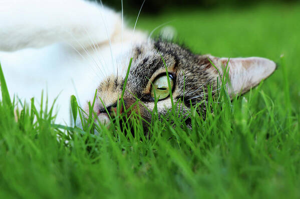 Domestic Cat Art Print featuring the photograph Tabby kitten lying in grass by Vaclav Sonnek