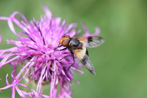 Volucella Pellucens Art Print featuring the photograph A Volucella pellucens pollinating red clover by Vaclav Sonnek