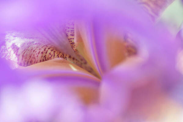  Art Print featuring the photograph Abstract Macro Of Iris Minnie Colquitt by Jenny Rainbow