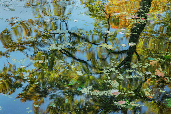 Bronx Botanical Gardens Art Print featuring the photograph Abstracted Reflection by Cate Franklyn