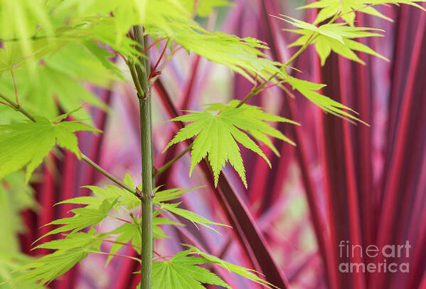 Acer Art Print featuring the photograph Acer Shirasawanum Jordon Foliage by Tim Gainey