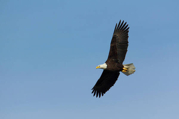 Adult Art Print featuring the photograph Adult bald eagle soars overhead by Charles Floyd