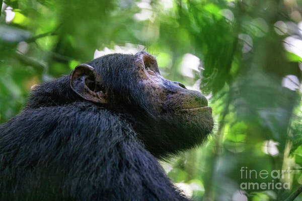 Chimpanzee Art Print featuring the photograph Adult chimpanzee, pan troglodytes, side profile in sunlight. in by Jane Rix