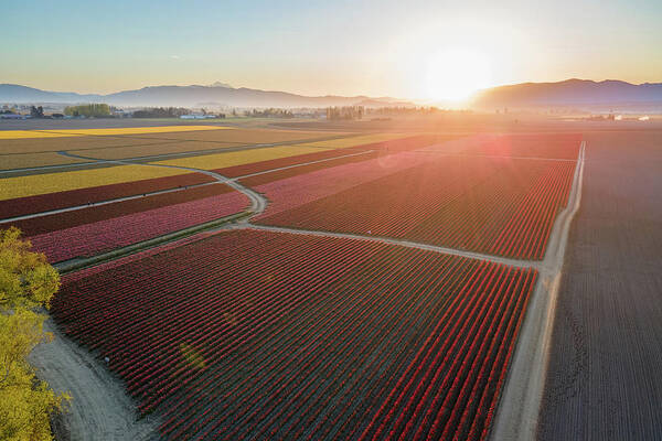 Skagit Art Print featuring the photograph Aerial Tulips1 by Michael Rauwolf