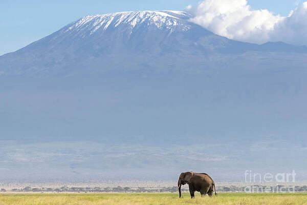 Elephant Art Print featuring the photograph African elephant walks across the grassland of Amboseli National park, Kenya. A snow covered Mount Kilimajaro can be seen in the background. by Jane Rix
