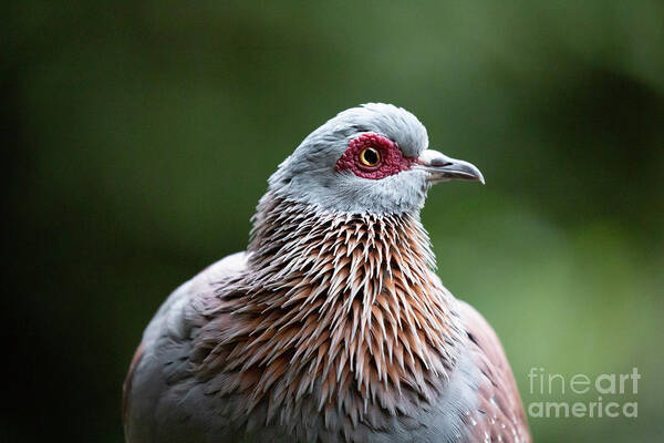 Speckled Pigeon Art Print featuring the photograph African Rock Pigeon Portrait by Eva Lechner