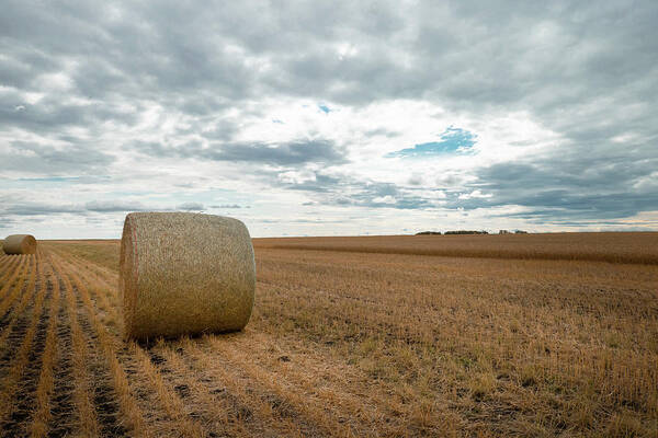 Harvest Art Print featuring the photograph After the wheat harvest in Alberta by Karen Rispin