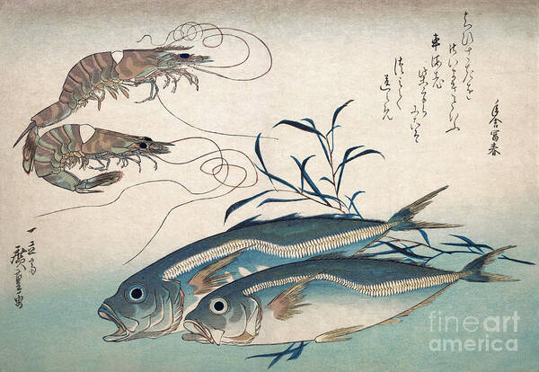 1830s Art Print featuring the drawing Aji Fish and Kuruma-ebi by Utagawa Hiroshige