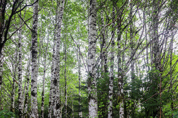 Alaska Art Print featuring the photograph Alaska White Birch Forest by Ed Williams