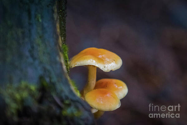 Mushrooms Art Print featuring the photograph Alaskan Mushrooms by Eva Lechner