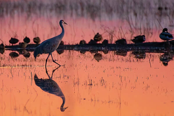 Lodi Art Print featuring the photograph All in a Day's Work by Laura Macky